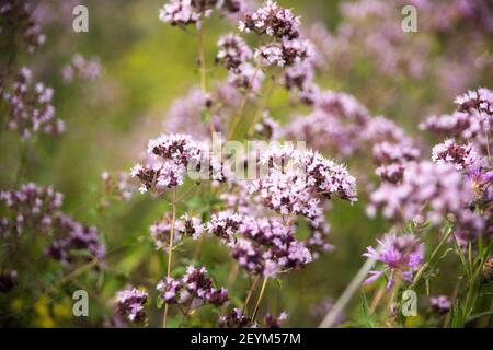 Wiese Sommer Blumen bei Sonnenuntergang. Naturschutzgebiet Hintergrund Stockfoto