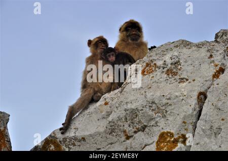 Affen-Familie Stockfoto