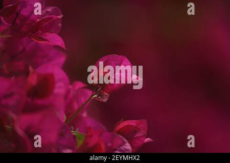 Bougainvillea, eine holzige Rebe mit magentafarbenen Blüten und herzförmigen Blättern auf dornigen, pubertierenden Stielen. Stockfoto