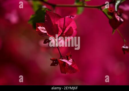 Bougainvillea, eine holzige Rebe mit magentafarbenen Blüten und herzförmigen Blättern auf dornigen, pubertierenden Stielen. Stockfoto