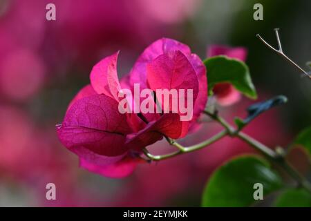 Bougainvillea, eine holzige Rebe mit magentafarbenen Blüten und herzförmigen Blättern auf dornigen, pubertierenden Stielen. Stockfoto