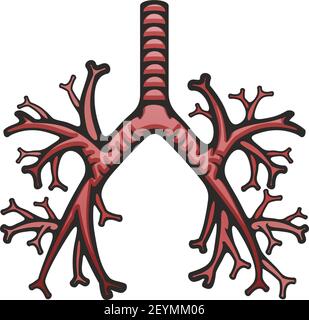 Vektor der inneren Struktur der menschlichen Lunge. Symbol für Lungentrachea und Bronchien, Anatomie der Körperorgane Stock Vektor