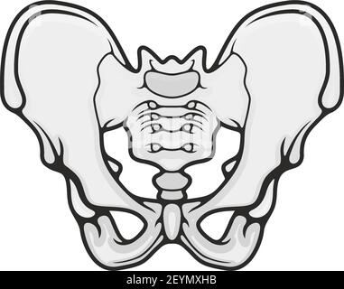 Symbol für die Anatomie des menschlichen Skeletts, Vektor der Beckenknochen. Körperstrukturelement isoliert Stock Vektor