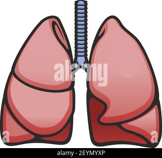 Symbol für die Anatomie des menschlichen Lungenflügers und der Trachea. Struktur des gesunden Atmungssystems Stock Vektor