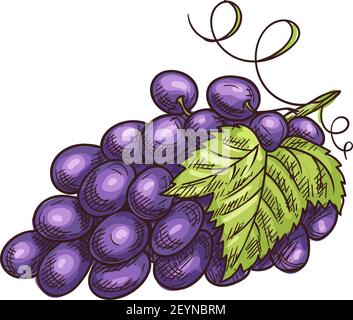 Trauben Cluster isolierte Beeren und Blätter. vektor-Trauben Trauben, lila Beere Stock Vektor