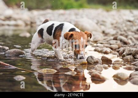 Kleiner Jack Russell Terrier Hund geht über runde weiße Steine in flachem Wasser, Nachmittag Sonne reflektiert auf der Oberfläche Stockfoto