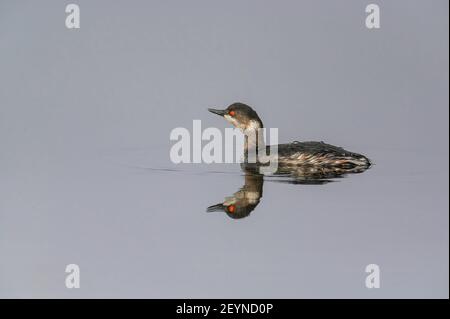 Schwarzhalsiger Grebe Podiceps nigricollis auf einem Drainageschlauch an der Küste von Salthouse während der Wintermonate. Stockfoto