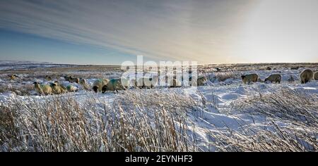 Eine Herde Dalesbred Schafe weiden auf verschneiten Moorland in Yorkshire Stockfoto