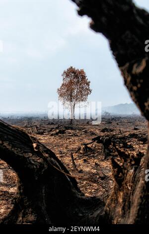 Meulaboh, Aceh, Indonesien. März 2021, 1st. Blick auf den abgebrannten Wald in Meulaboh.rund 5,5 Hektar Wald und Torfland in Gampong, Peunaga Schnitt Ujong, fing Feuer aufgrund von heißem Wetter und längeren Tiefgang, die am 27. Februar 2021 begann, die sich aufgrund der starken Winde und heißen atmosphärischen Bedingungen gehalten. Quelle: Nurul Fahmi/SOPA Images/ZUMA Wire/Alamy Live News Stockfoto