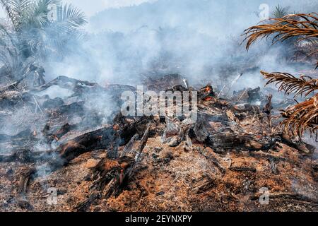 Meulaboh, Aceh, Indonesien. März 2021, 1st. Blick auf den abgebrannten Wald in Meulaboh.rund 5,5 Hektar Wald und Torfland in Gampong, Peunaga Schnitt Ujong, fing Feuer aufgrund von heißem Wetter und längeren Tiefgang, die am 27. Februar 2021 begann, die sich aufgrund der starken Winde und heißen atmosphärischen Bedingungen gehalten. Quelle: Nurul Fahmi/SOPA Images/ZUMA Wire/Alamy Live News Stockfoto