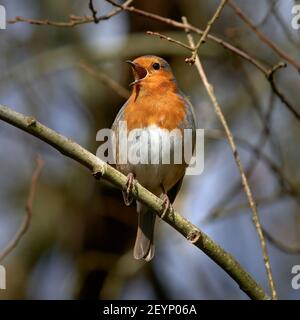 Ein Rotkehlchen singt für sein Frühstück Stockfoto