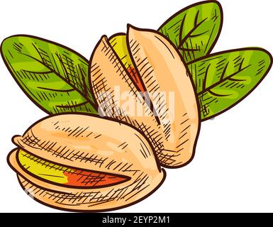 Peeled pistachio nuts, in hard shell and with leaves isolated sketch. Vector vegetarian food snacks Stock Vektor