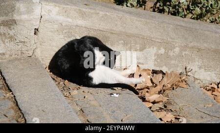 Schwarz-weiße Katze sitzt auf der Schottertreppe bedeckt Durch getrocknete Blätter und Katze leckt ihren Körper Stockfoto