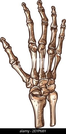 Karpaltknochen isolierte Skizze des menschlichen Handgelenkskeletts. Vector carpus verbindende Hand zum Unterarm Stock Vektor