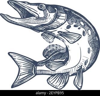 Lachs oder Forelle Äsche Weißfisch isoliert monochrome Skizze. Vektor Unterwasser Tier, Lachs von Hand gezeichnet. Forelle, Saibling, Äsche und Weißfische in Jum Stock Vektor