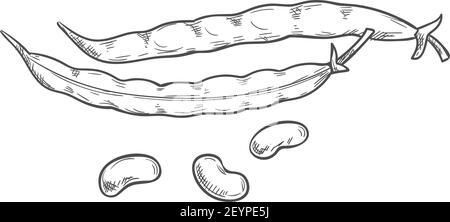 Rote Bohnen oder Erbsenschote Gemüse isoliert Hülsenfrüchte Skizze. Vector Bio-vegetarische Lebensmittel, geschälte Körner Stock Vektor