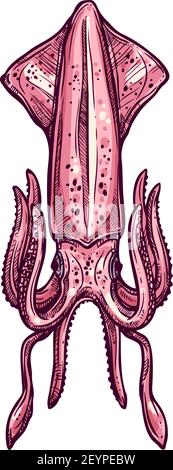 Kalmare isolierte Weichtiere Cephalopod Pholidoteuthis Skizze. Vektor von Hand gezogener Tintenfisch Stock Vektor