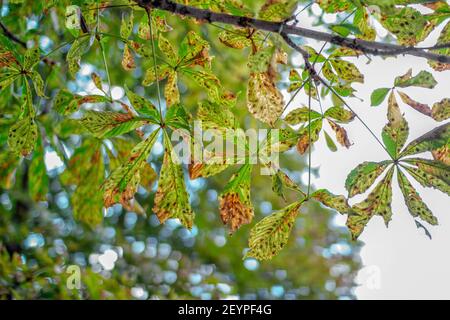 Nahaufnahme Kastanienbaum Blätter, beschädigt durch Blatt- Bergbau Motte - Pferd-Kastanie Blatt Bergmann (Cameraria ohridella) Stockfoto