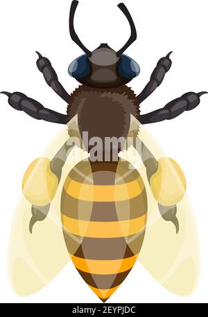 Honigbiene oder Bieneninsekt. Vektor isolierte Hummel oder Honigbiene im Bienenstock Stock Vektor