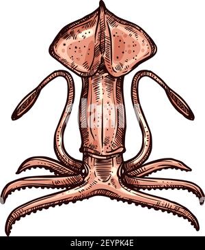 Octopoteuthidae Tintenfisch, Riese Pholidoteuthis isoliert Unterwasser Tier Hand gezeichnet Skizze. Vector Molluska Cephalopoda, realistisch unter Wasser und Stock Vektor