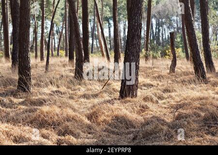 Sonniger Kiefernwald in der Nähe von Pirou im Winter, Normandie, Frankreich Stockfoto