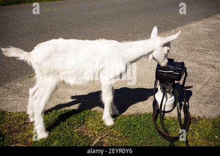 Neugeborenes Tier Albino Bock erforscht Kamera lange Zoomobjektiv Stockfoto