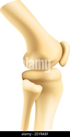 Gelenkvektor der menschlichen Knochen. Isolierte Knie- oder Ellenbogenknochen, Orthopädie und Arthritis Stock Vektor