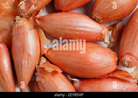 Set von Schalotten bereit für die Pflanzung in einer heimischen Küche Garten. Im Bild: Allium cepa aggregatum 'Longor' Bananenschallots. VEREINIGTES KÖNIGREICH Stockfoto