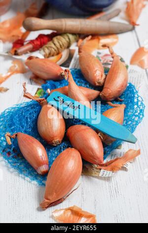 Set von Schalotten bereit für die Pflanzung in einer heimischen Küche Garten. Im Bild: Allium cepa aggregatum 'Longor' Bananenschallots. VEREINIGTES KÖNIGREICH Stockfoto