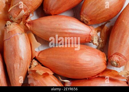 Set von Schalotten bereit für die Pflanzung in einer heimischen Küche Garten. Im Bild: Allium cepa aggregatum 'Longor' Bananenschallots. VEREINIGTES KÖNIGREICH Stockfoto