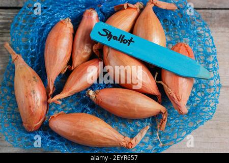 Set von Schalotten bereit für die Pflanzung in einer heimischen Küche Garten. Im Bild: Allium cepa aggregatum 'Longor' Bananenschallots. VEREINIGTES KÖNIGREICH Stockfoto