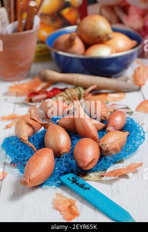 Set von Schalotten bereit für die Pflanzung in einer heimischen Küche Garten. Im Bild: Allium cepa aggregatum 'Longor' Bananenschallots. VEREINIGTES KÖNIGREICH Stockfoto