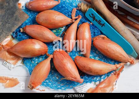 Set von Schalotten bereit für die Pflanzung in einer heimischen Küche Garten. Im Bild: Allium cepa aggregatum 'Longor' Bananenschallots. VEREINIGTES KÖNIGREICH Stockfoto