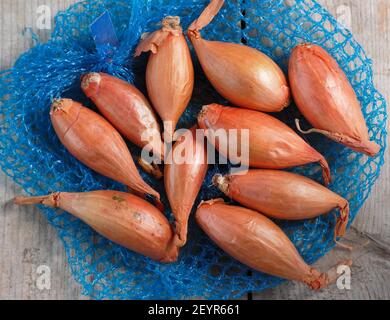 Set von Schalotten bereit für die Pflanzung in einer heimischen Küche Garten. Im Bild: Allium cepa aggregatum 'Longor' Bananenschallots. VEREINIGTES KÖNIGREICH Stockfoto