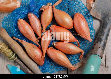 Set von Schalotten bereit für die Pflanzung in einer heimischen Küche Garten. Im Bild: Allium cepa aggregatum 'Longor' Bananenschallots. VEREINIGTES KÖNIGREICH Stockfoto