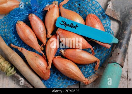 Set von Schalotten bereit für die Pflanzung in einer heimischen Küche Garten. Im Bild: Allium cepa aggregatum 'Longor' Bananenschallots. VEREINIGTES KÖNIGREICH Stockfoto