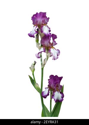 Hoch bärtige Iris - Deutsche Schwertlilie Stockfoto