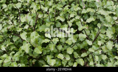 Vollbild Bild von pittosporum immer grüne Pflanze mit dunkel Zweige Stockfoto