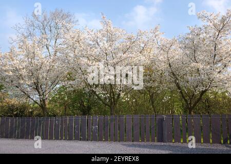 Prunus serrulata 'Jo-nioi', japanische blühende Kirsche, die hinter einem modernen Schieferzaun gepflanzt wurde, inspiriert von traditionellen Schieferzäunen der Region. Mittel Stockfoto