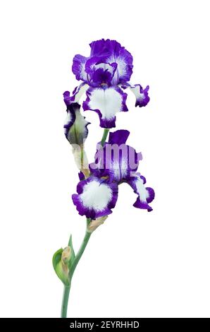 Hoch bärtige Iris - Deutsche Schwertlilie Stockfoto
