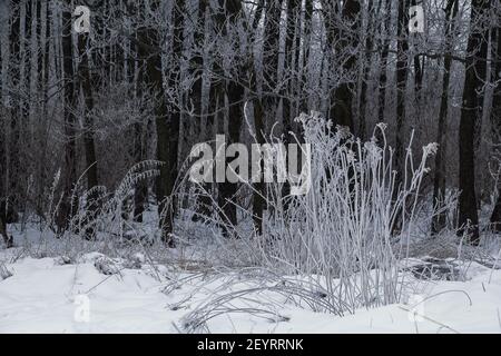 Gefrorenes weißes Gras in tiefem Schnee und dunklen Baumstämmen Im Hintergrund im Winter Stockfoto