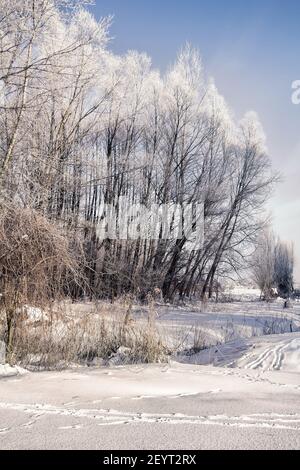 Gefrorene Bäume und Sträucher mit Reif und Schnee auf hell Wintertag im Wald Stockfoto