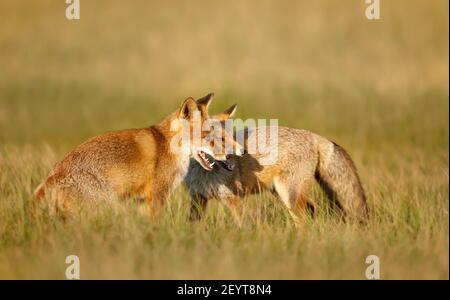 Nahaufnahme von zwei verspielten Rotfuchsjungen (Vulpes vulpes) im Grasfeld. Stockfoto