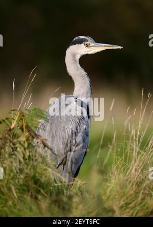Nahaufnahme eines Graureiher (Ardea cinerea), der im Gras steht, Großbritannien. Stockfoto