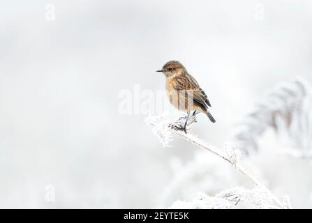 Europäischer Steinechat auf einem Milchbarsch im Winter, Großbritannien. Stockfoto