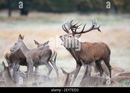 Nahaufnahme eines Rothirschhirsches, der während der Brunftzeit im Herbst von einer Gruppe von Hinden umgeben ist. Stockfoto