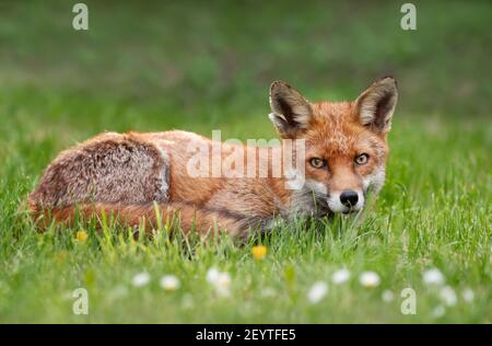Nahaufnahme eines Rotfuchses (Vulpes vulpes), der auf einer Wiese liegt, Vereinigtes Königreich. Stockfoto