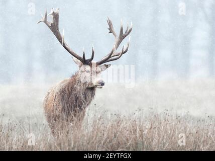 Nahaufnahme eines Rothirschhirsches im ersten Schnee im Winter, Großbritannien. Stockfoto