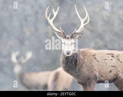 Nahaufnahme eines Rothirschhirsches im fallenden Schnee, Großbritannien. Stockfoto