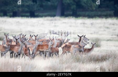 Nahaufnahme eines Rothirschhirsches, der während der Brunftzeit im Herbst vor einer Gruppe von Hinden ruft. Stockfoto